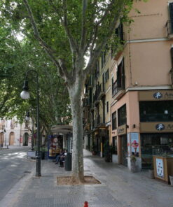 Palma - Altstadt - Calle Reina/ Plaza del mercado